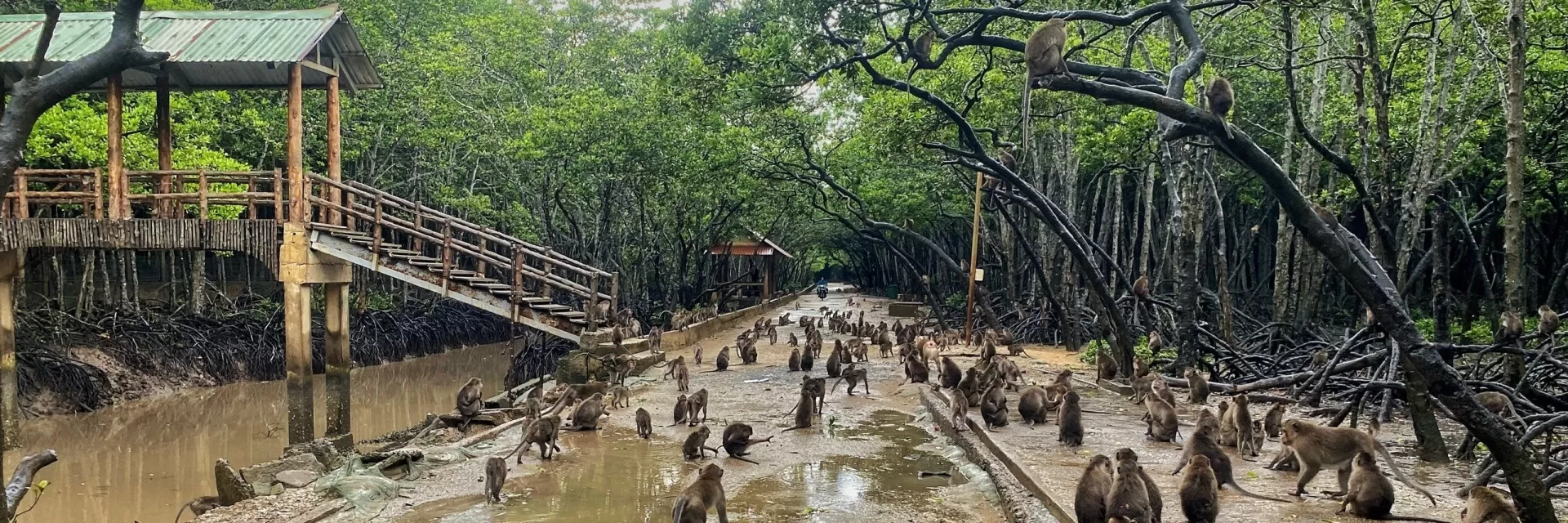 CAN GIO - MONKEY ISLAND FULL-DAY TOUR