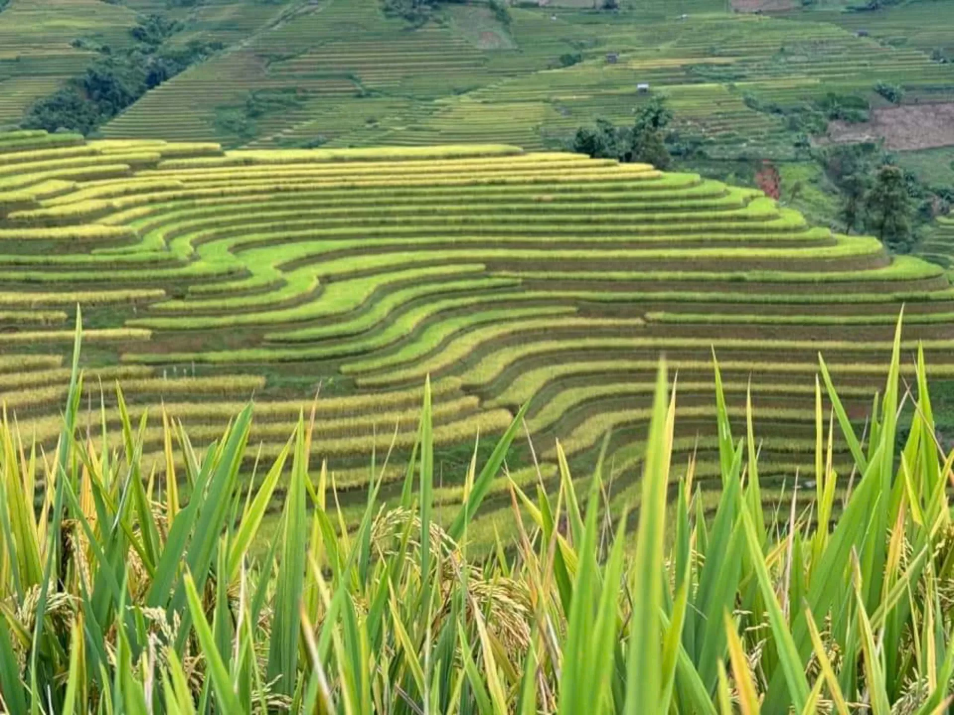 MU CANG CHAI 2 DAYS 3 NIGHTS - OVERNIGHT IN HOMESTAY