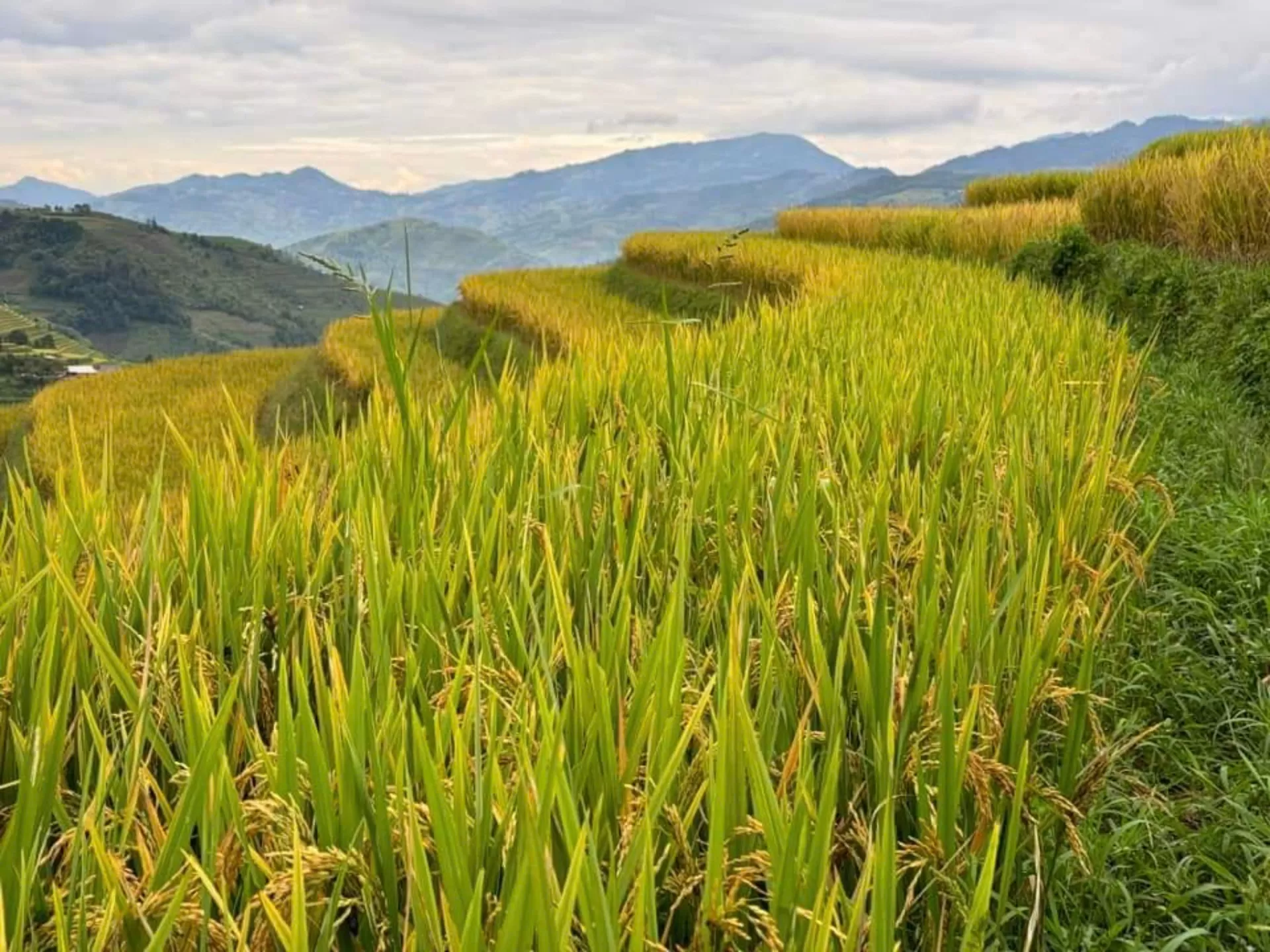MU CANG CHAI 2 DAYS 3 NIGHTS - OVERNIGHT IN HOMESTAY