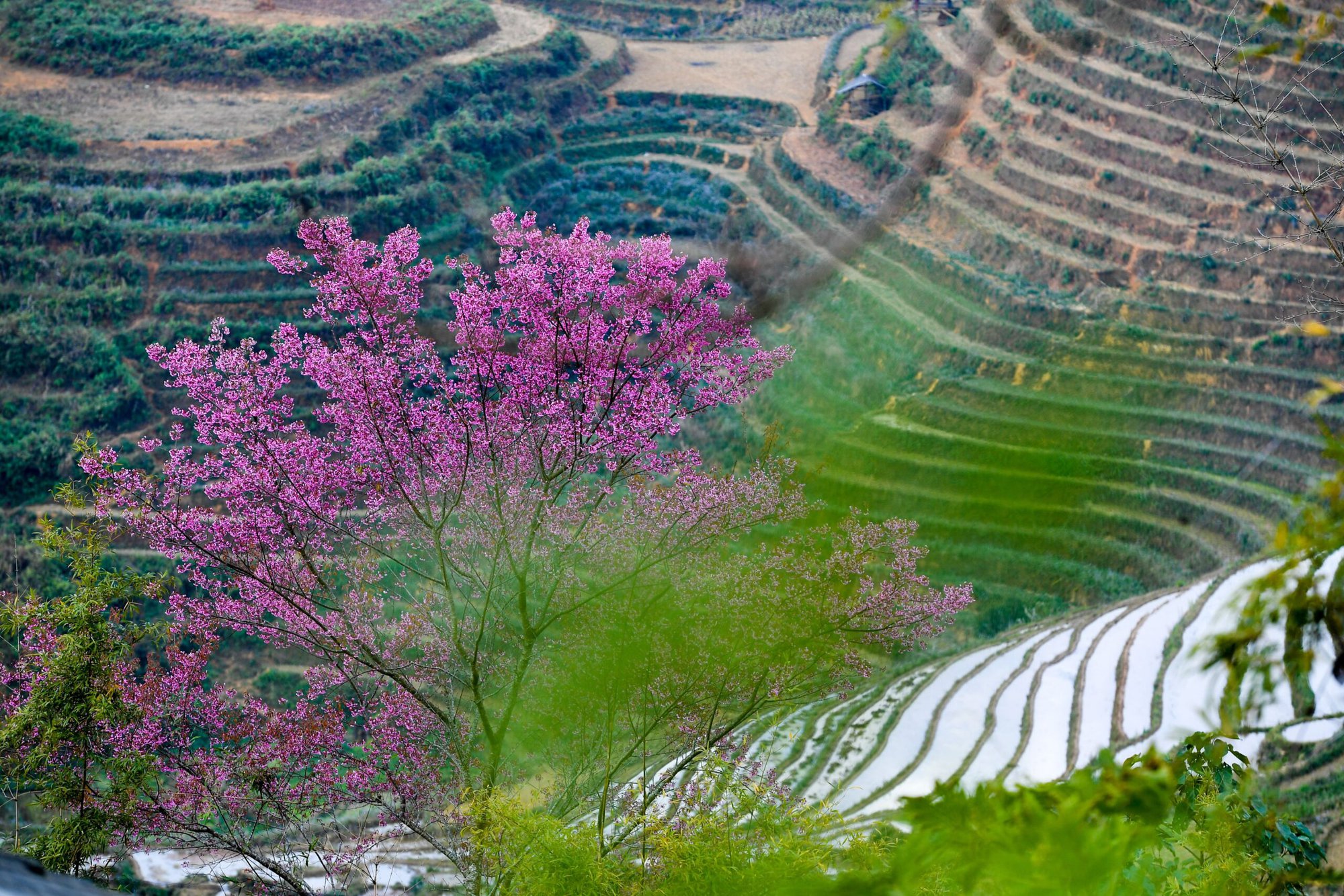 MU CANG CHAI 2 DAYS 3 NIGHTS - OVERNIGHT IN HOMESTAY