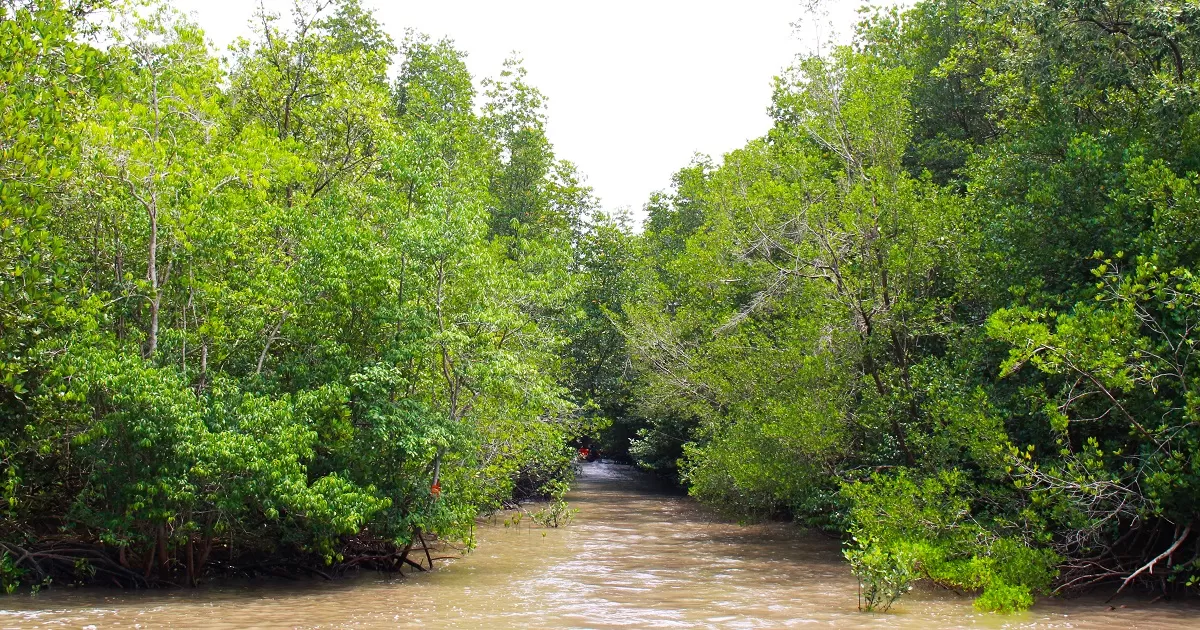 CAN GIO - MONKEY ISLAND FULL-DAY TOUR