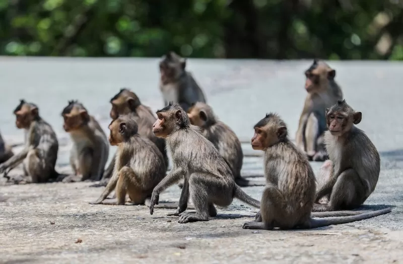 CAN GIO - MONKEY ISLAND FULL-DAY TOUR